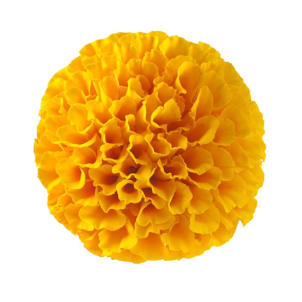 Extract of yellow gentian