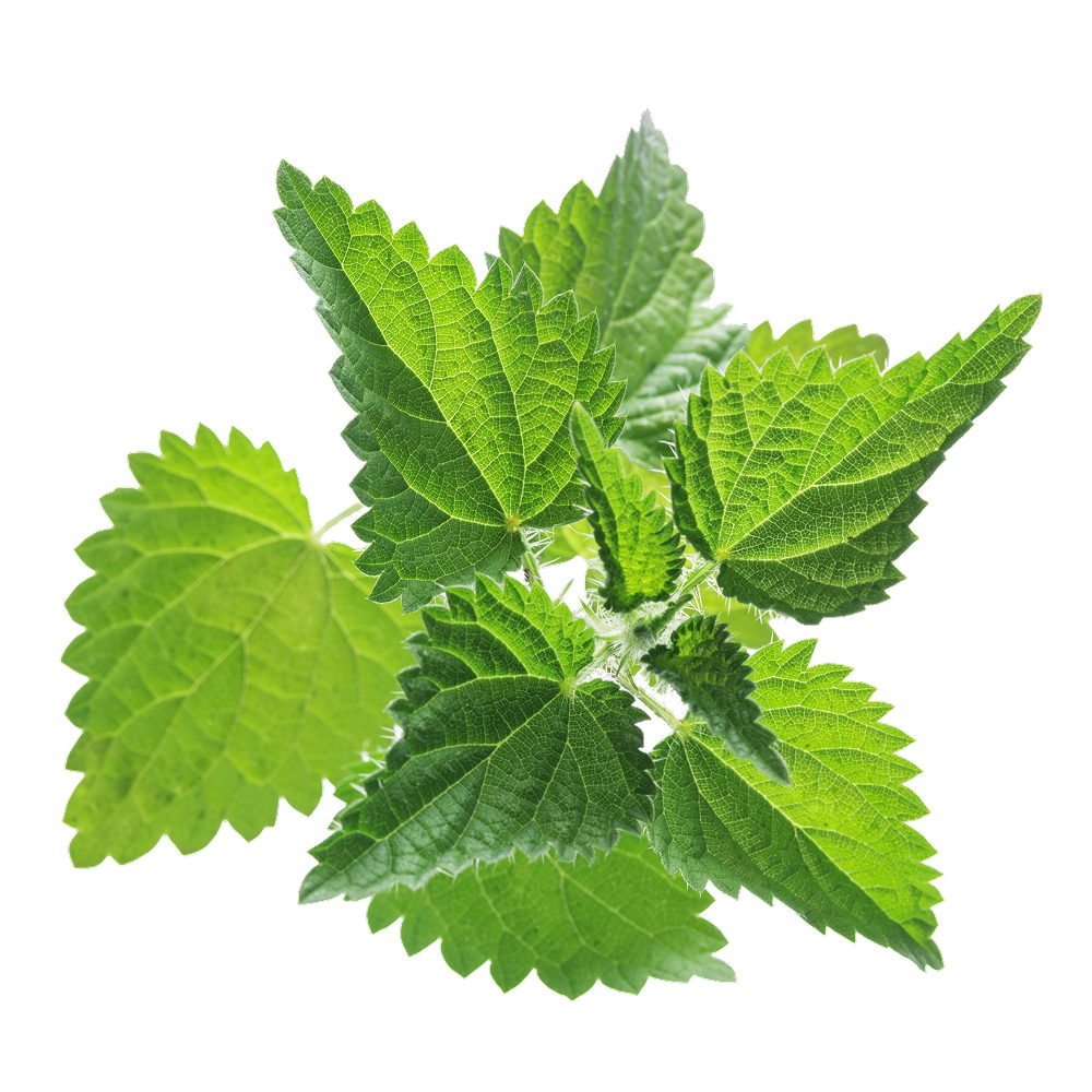 Nettle extract