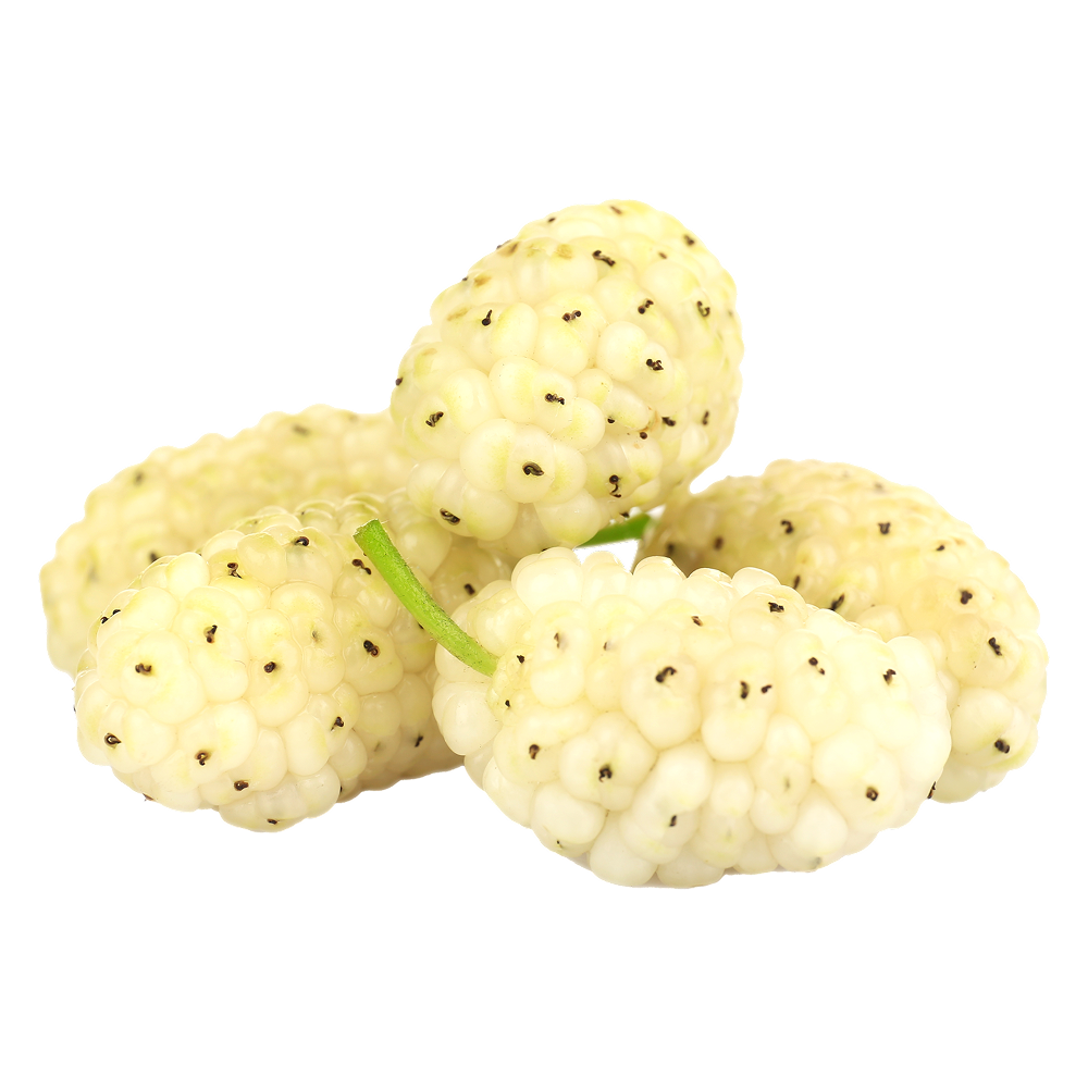White mulberry
