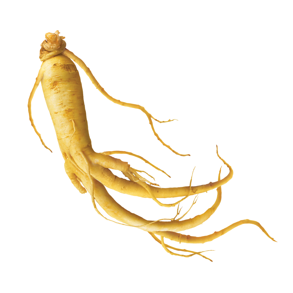 Panax Ginseng