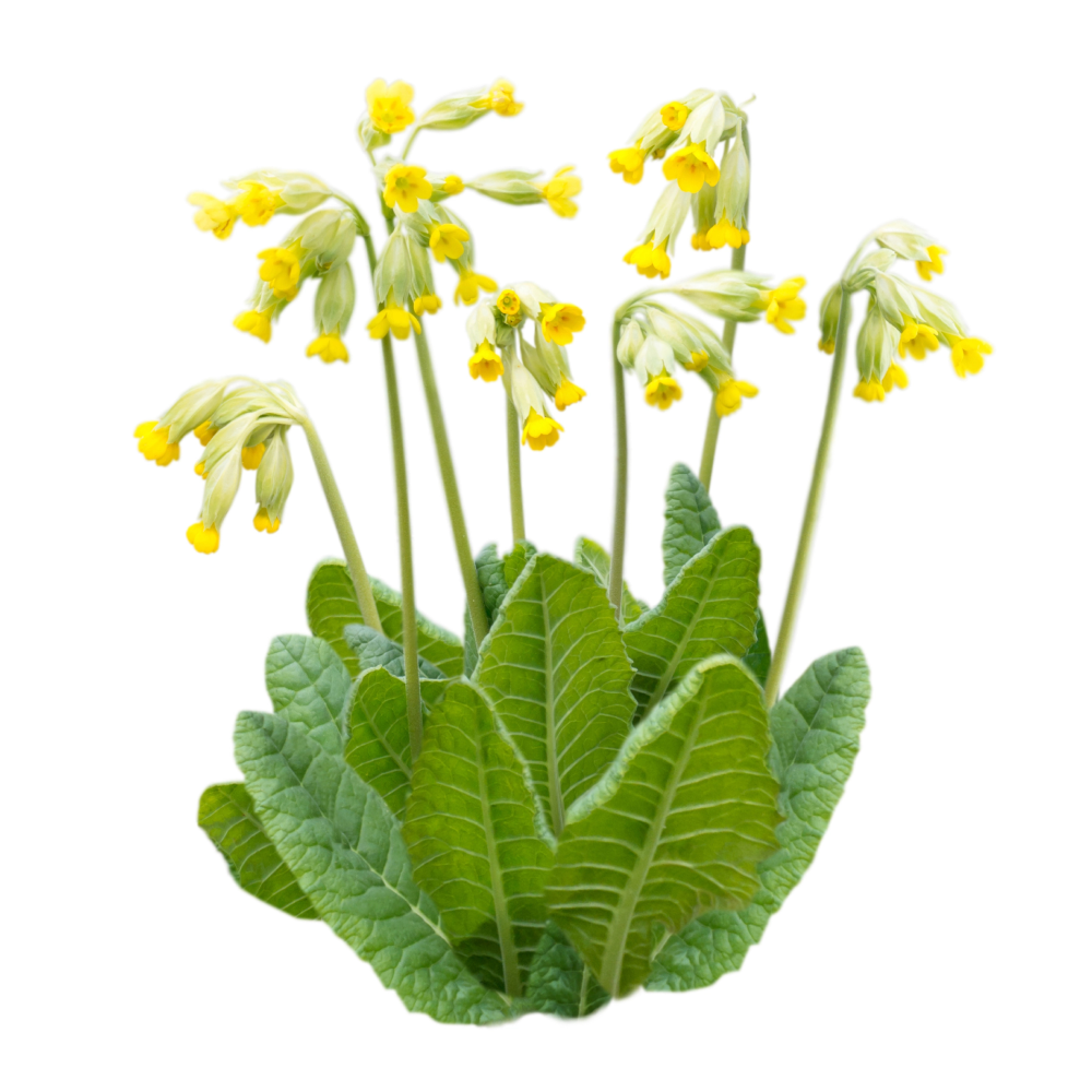 Cowslip