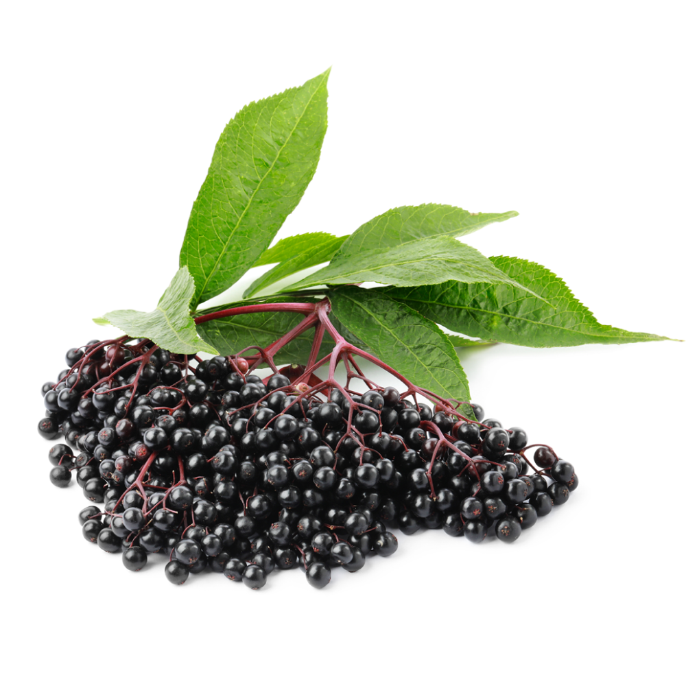 Elderberry