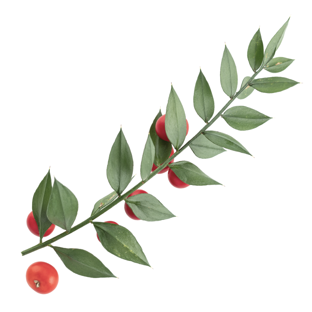 Butcher's broom extract 