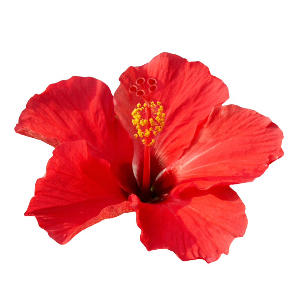 Hibiscus flowers