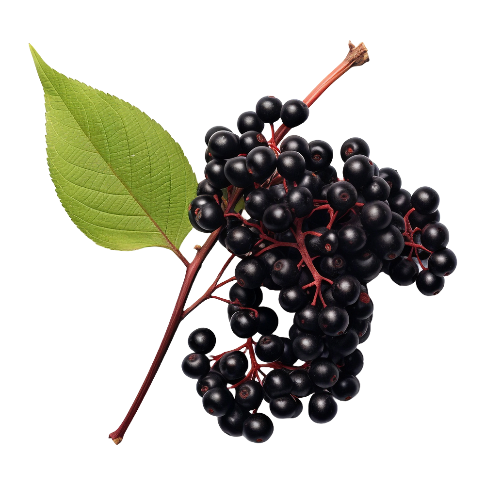 Elderberry
