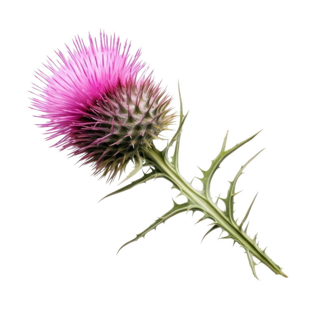 Milk thistle