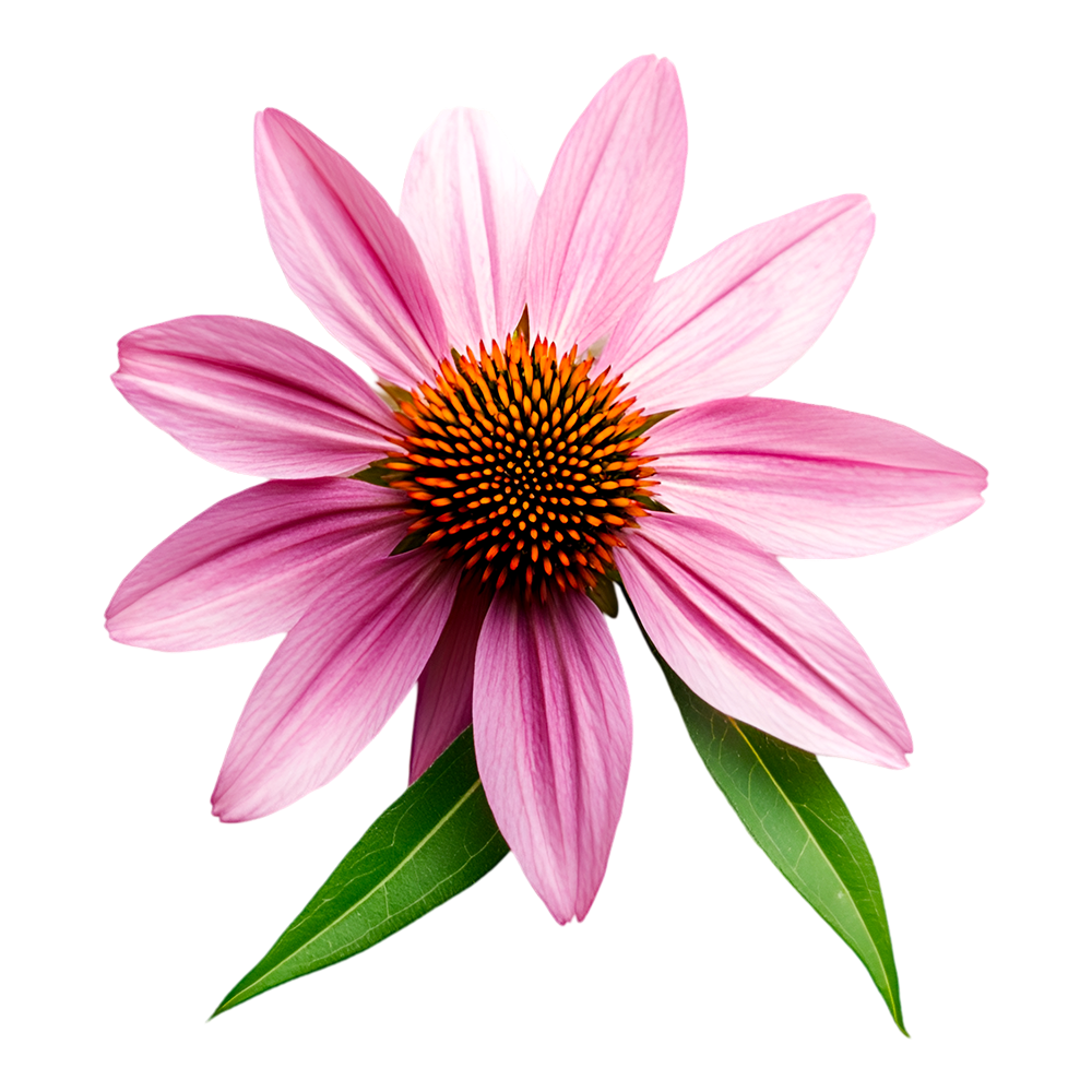 Echinacea extract