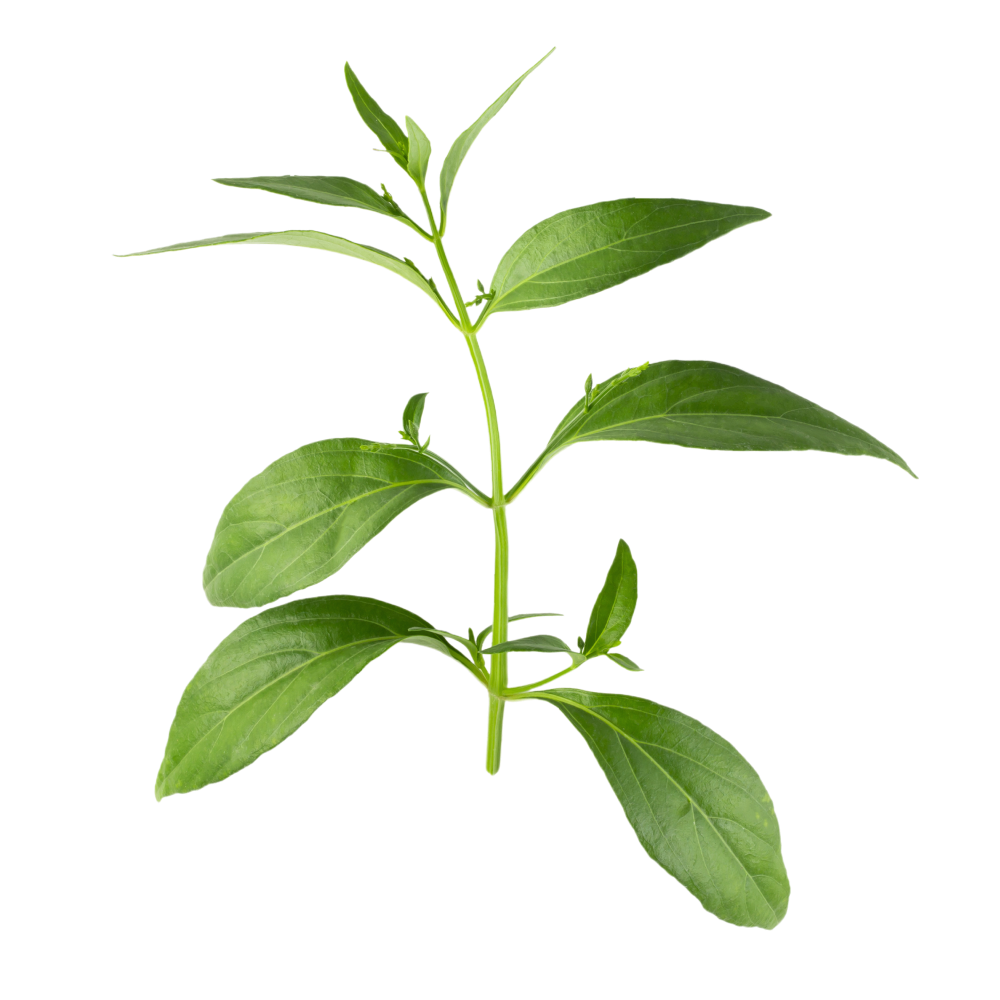 Kalmegh leaf extract