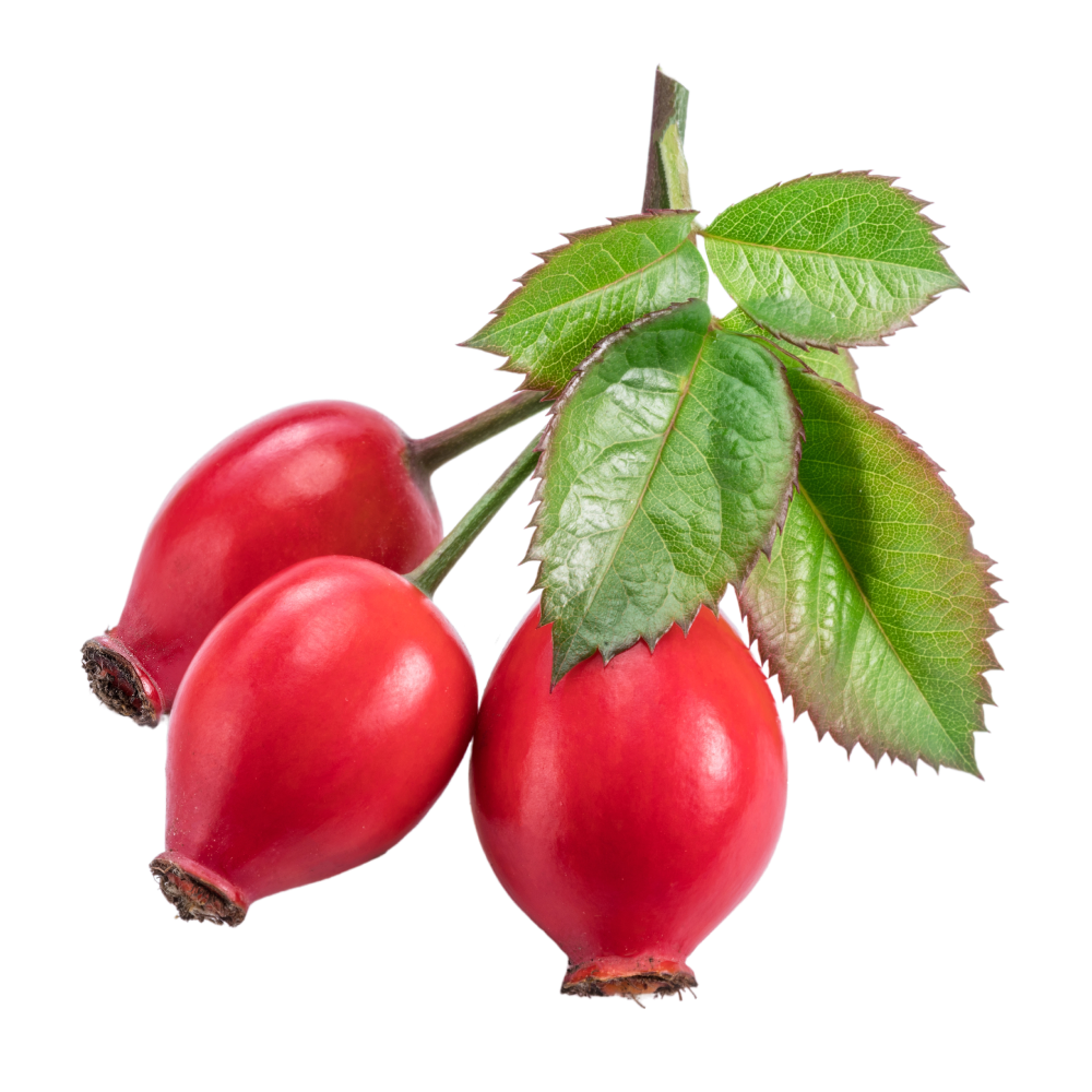 Dog rose fruits extract