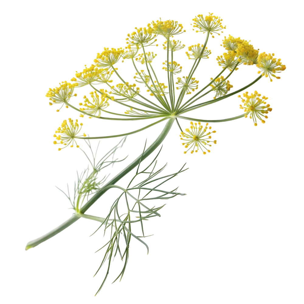 Fennel