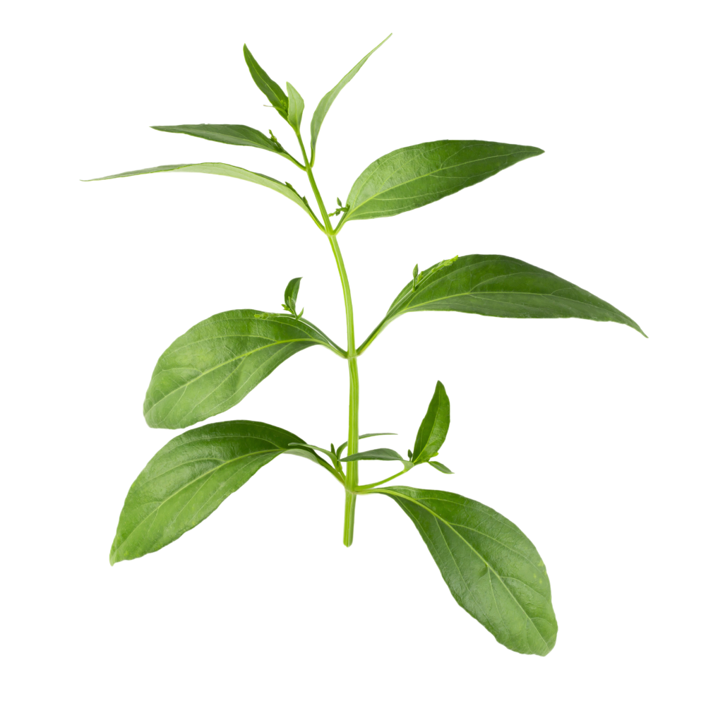 Andrographis leaves extract