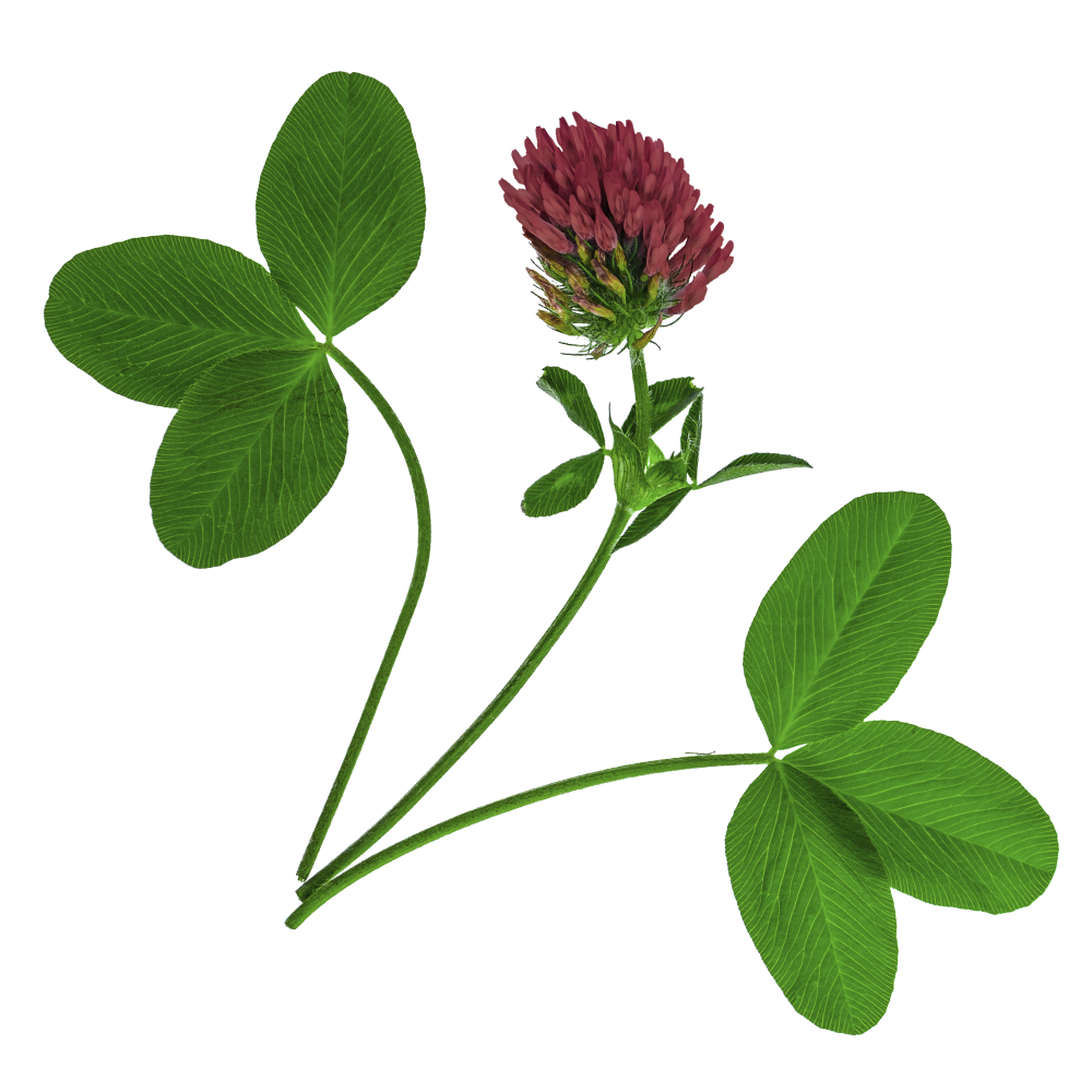 Red Clover