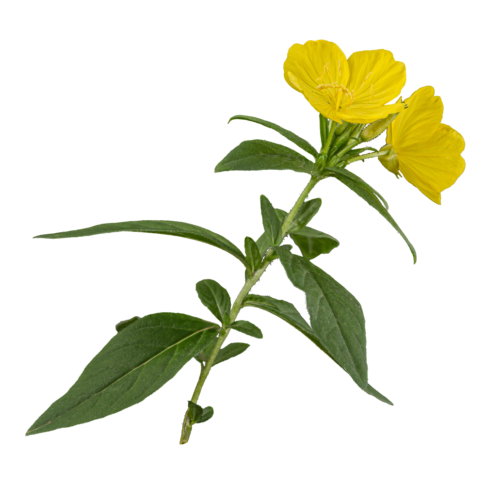 St. John's Wort