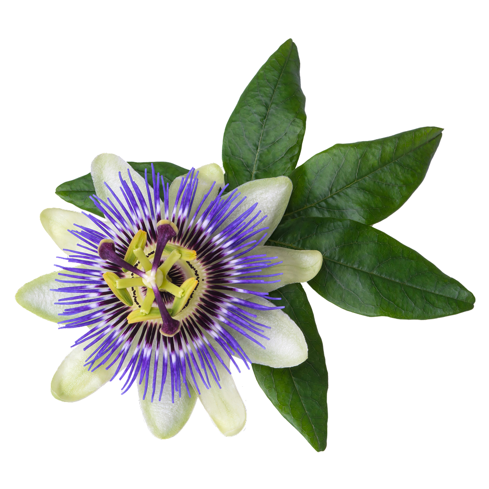 Passionflower