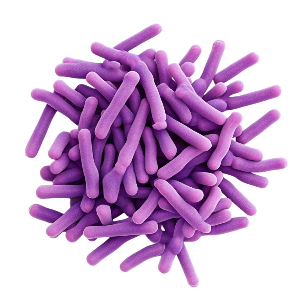 Mixture of 22 bacterial strains