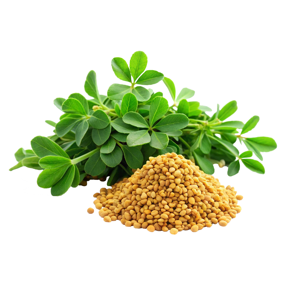Fenugreek 