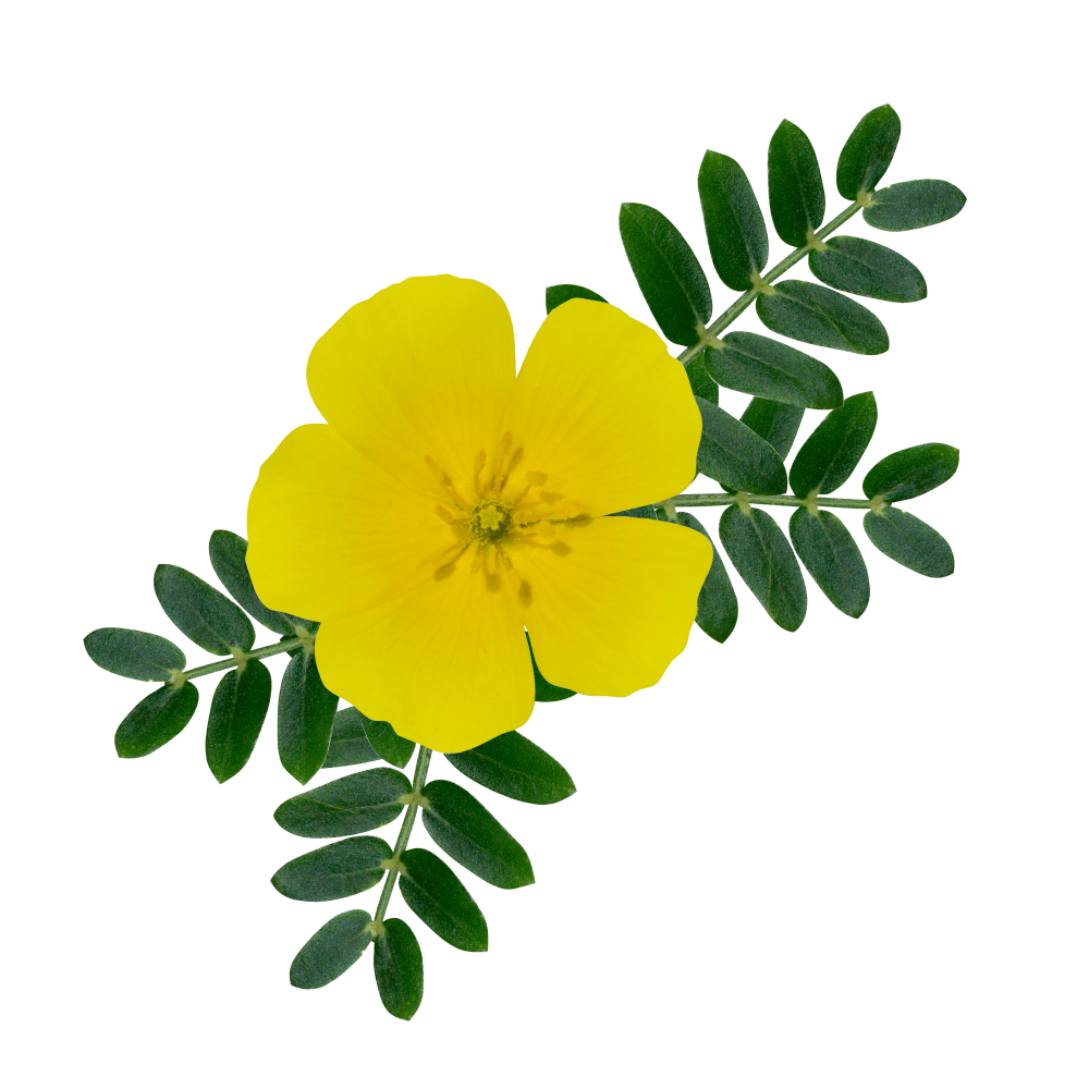 Tribulus extract