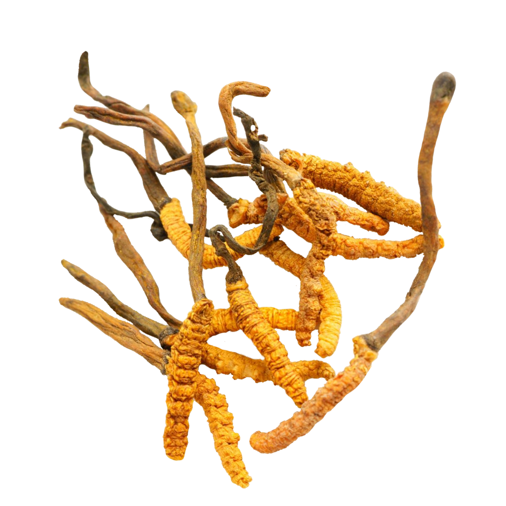 Cordyceps extract