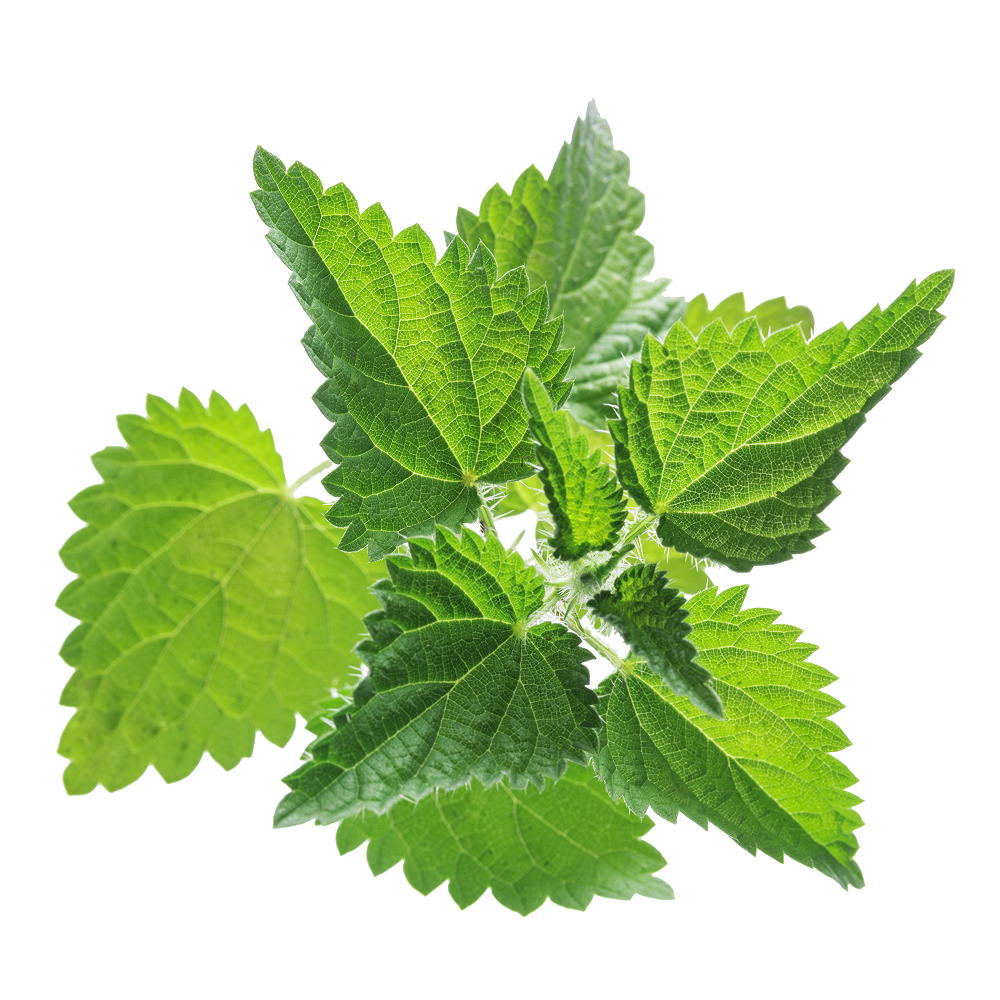 Great nettle extract
